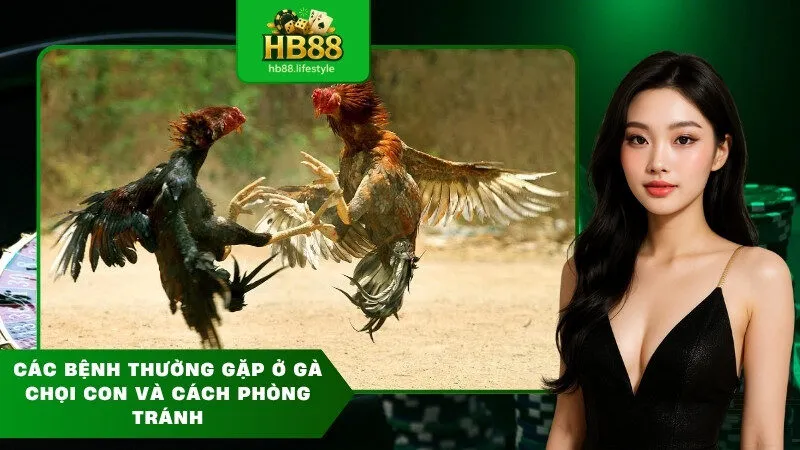Các Bệnh Thường Gặp Ở Gà Chọi Con Và Cách Phòng Tránh