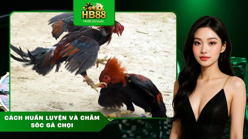 Cách huấn luyện và chăm sóc gà chọi