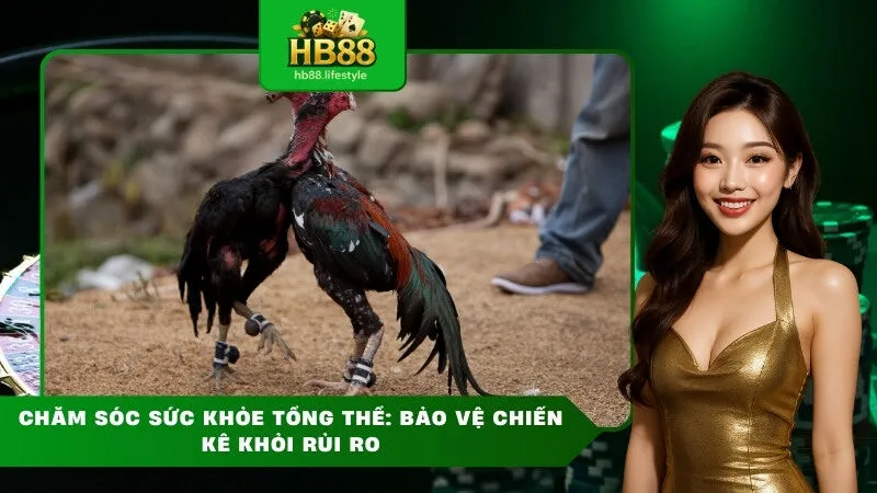 Cách nuôi gà đá chân mạnh