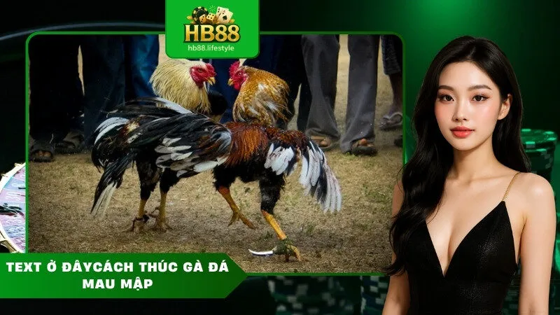 Cách thúc gà đá mau mập