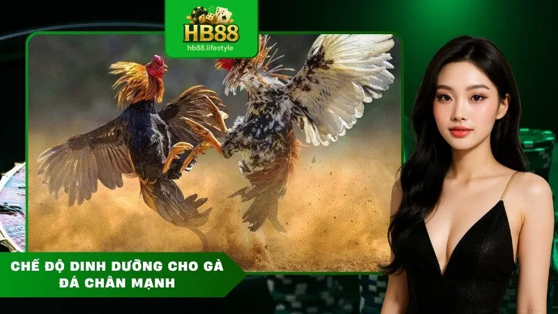 Chế độ dinh dưỡng cho gà đá chân mạnh