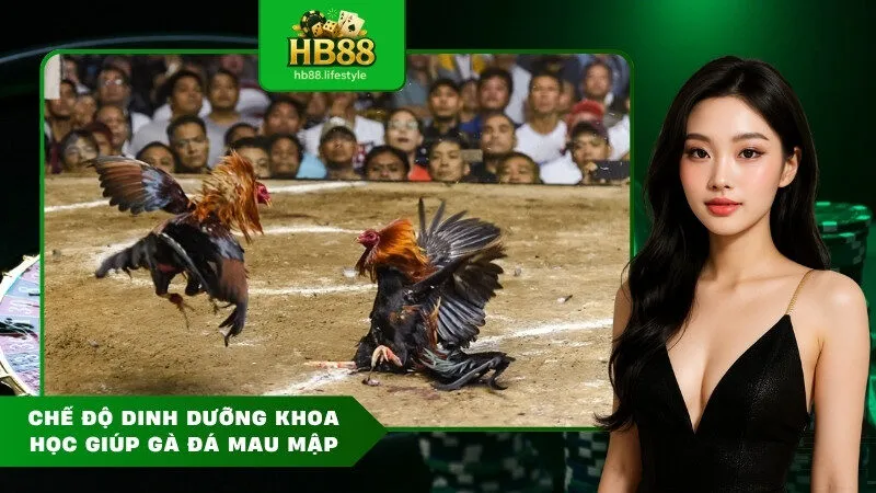 Chế Độ Dinh Dưỡng Khoa Học Giúp Gà Đá Mau Mập
