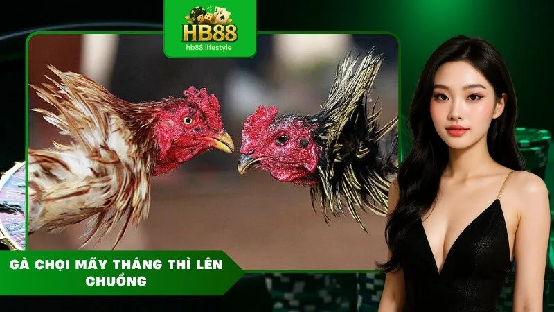 Gà chọi mấy tháng thì lên chuồng