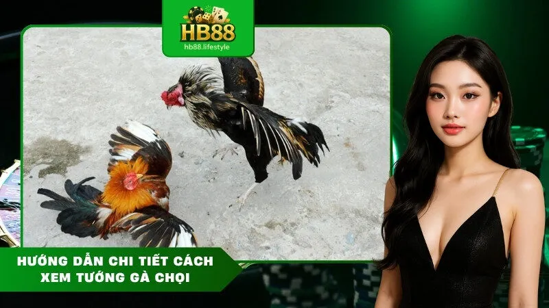 Hướng dẫn chi tiết cách xem tướng gà chọi