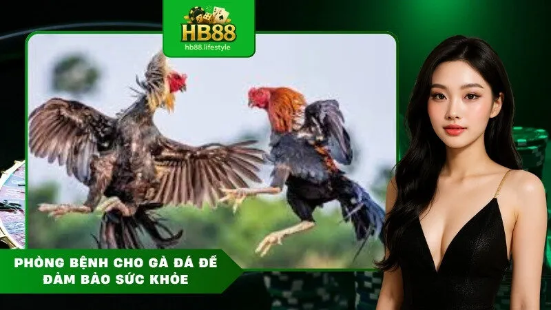 Phòng Bệnh Cho Gà Đá Để Đảm Bảo Sức Khỏe