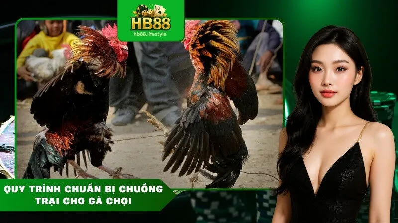 Quy Trình Chuẩn Bị Chuồng Trại Cho Gà Chọi